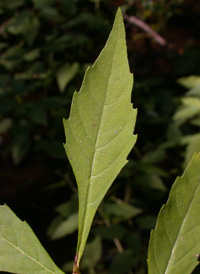 Stalked Water Horehound