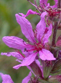 Purple Loosestrife