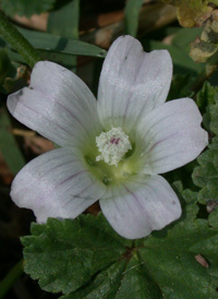 Dwarf Mallow