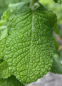 Round-leaved Mint