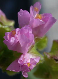 Heart-leaved Four-o'clock