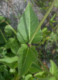 Heart-leaved Four-o'clock