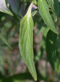 Spotted Beebalm