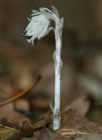 Indian-pipe