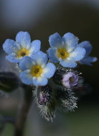 Small-flowered Forget-me-not