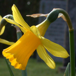 Hybrid Daffodil
