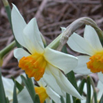 Hybrid Daffodil
