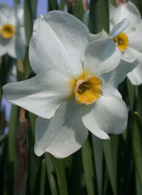 Pheasant's-eye Daffodil