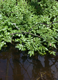 Common Watercress