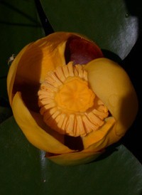 American Yellow Water-lily