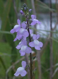 Canadian Toadflax