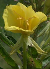 Common Evening-primrose
