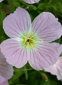 Pink Evening-primrose