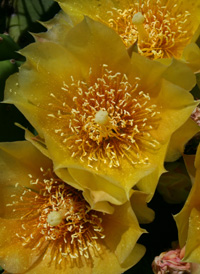 Northern Prickly-pear