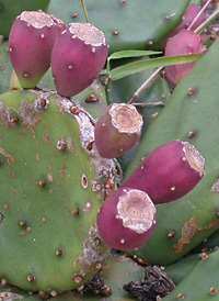 Northern Prickly-pear