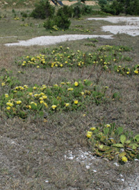 Northern Prickly-pear