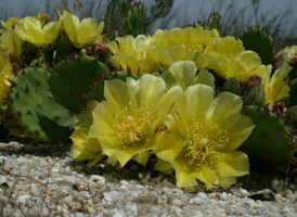 Northern Prickly-pear