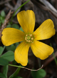 Procumbent Yellow-sorrel