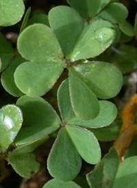 Procumbent Yellow-sorrel