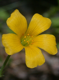 Slender Yellow-sorrel