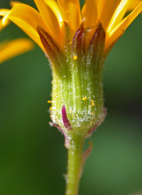 Golden Ragwort