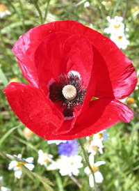 Common Poppy