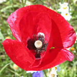 Common Poppy