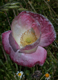 Common Poppy