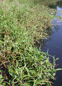 Dense-flowered Smartweed