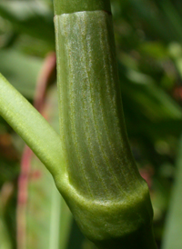 Dense-flowered Smartweed