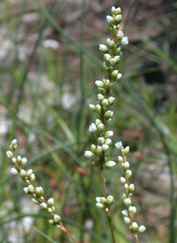 Dotted Smartweed