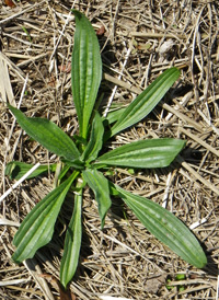 Ribwort Plantain