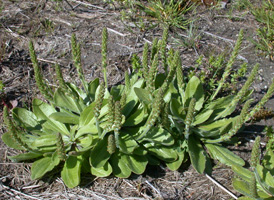 Virginia Plantain