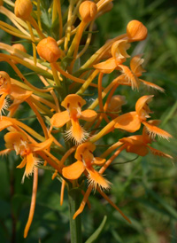 Yellow Fringed Orchid