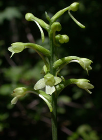 Small Green Wood Orchid