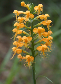 Crested Fringed Orchid