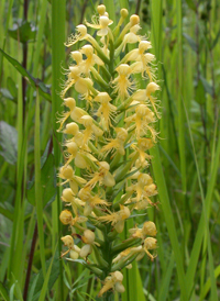 Canby's Fringed Orchid