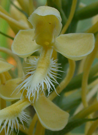 Luer's Fringed Orchid