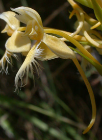Luer's Fringed Orchid