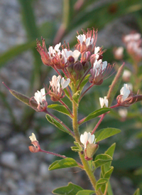 Red-whiskered Clammyweed