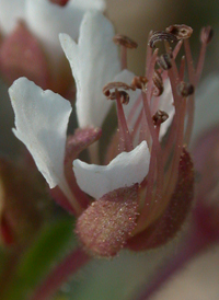 Red-whiskered Clammyweed