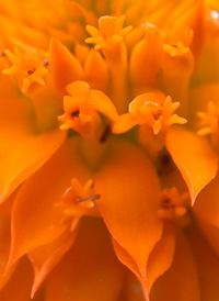 Orange Milkwort 