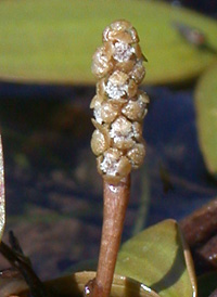 Rafinesque's Pondweed