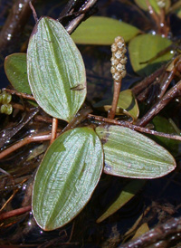 Rafinesque's Pondweed