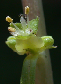 Marsh Mermaidweed