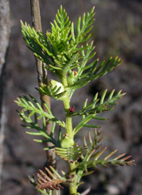 Comb-leaved Mermaidweed