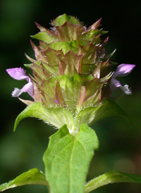 Common Selfheal