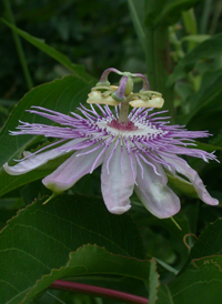 Purple Passionflower