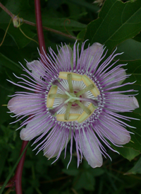 Purple Passionflower