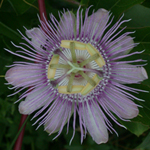 Purple Pasionflower
